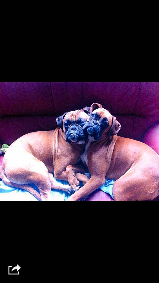 Gribouille Et Thyllia