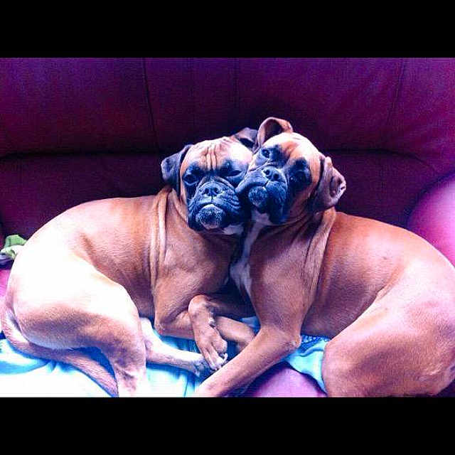 Gribouille Et Thyllia