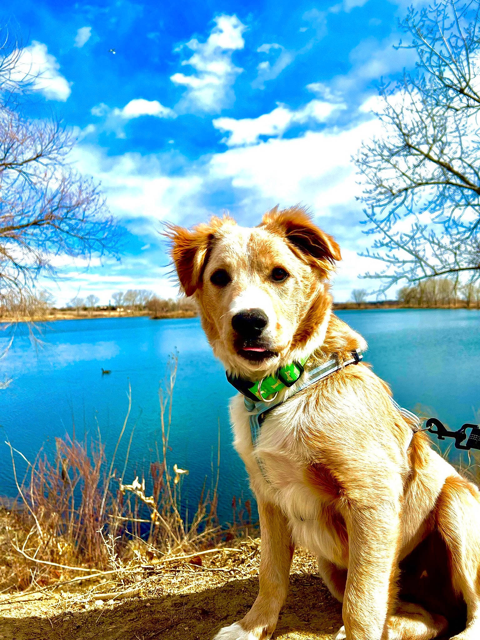 Sonny joined the competition — help win amazing prizes! blue, carnivore, cloud, companion_dog, dog, dog_breed, fawn, grass, happy, lake, landscape, natural_landscape, people_in_nature, plant, sky, snout, sporting_group, sunlight, tree, water