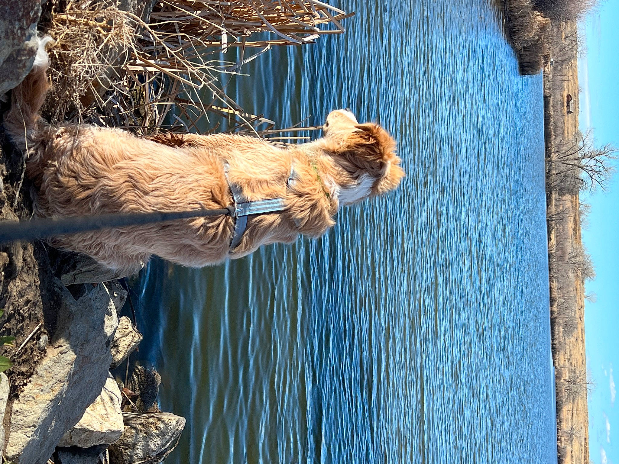 Sonny joined the competition — help win amazing prizes! art, carnivore, door, fawn, felidae, fur, lake, plant, reflection, sculpture, shadow, sky, snout, sporting_group, tree, trunk, water, wildlife, window, wood