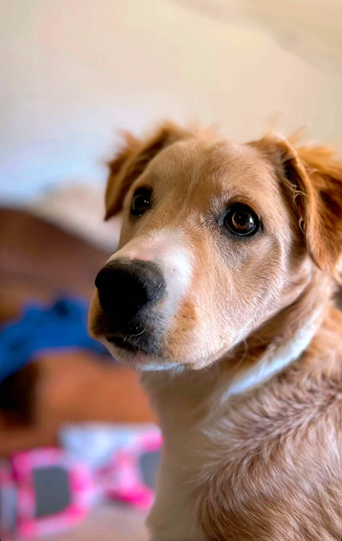 Sonny is registered to the contest to win money with this photo: ancient_dog_breeds, canidae, carnivore, companion_dog, dog, dog_breed, fawn, fur, plant, sporting_group, whiskers, working_dog