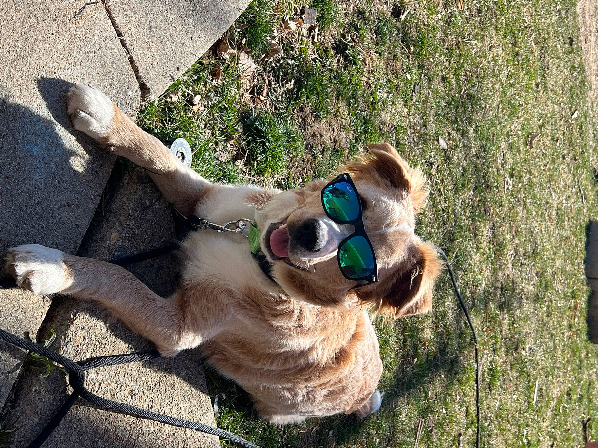 Sonny joined the competition — help win amazing prizes! canidae, carnivore, companion_dog, dog, dog_breed, dog_collar, dress, eyewear, fawn, glasses, goggles, grass, human_leg, plant, snout, sunglasses, tail, thigh, tree, working_animal