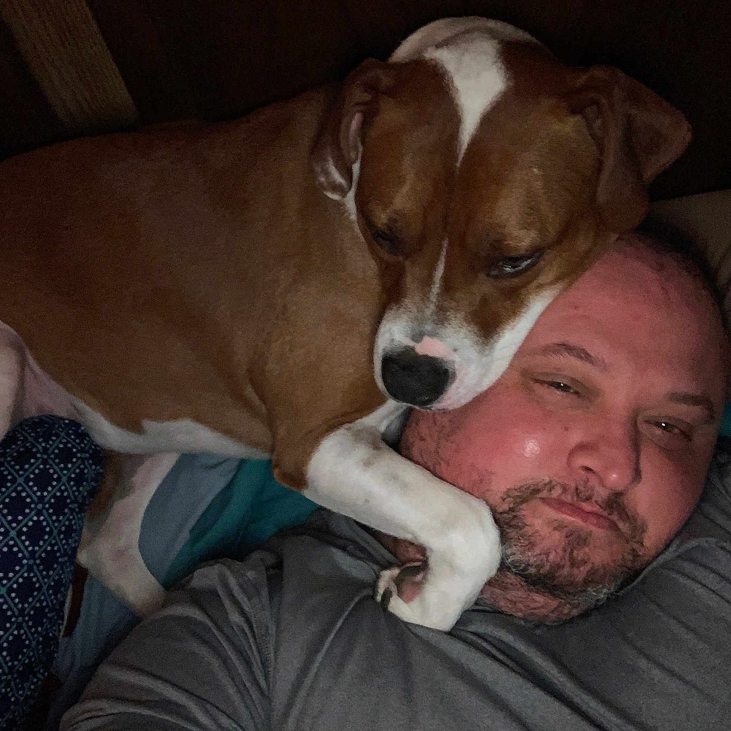 Diamond is registered to the contest to win money with this photo: adult, animal, beagle, bulldog, canine, couch, dog, face, furniture, head, hound, male, man, person, pet, photography, pitbull, portrait, puppy, sleeping