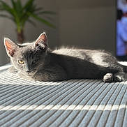 Anakin participe au concours pour gagner de l'argent avec cette photo : cat, kitten, gray_cat, indoor, sunlight, lounging, relaxed, pet, animal, fur, whiskers, ears, eyes, bed, blanket, plant, shadow, texture, cozy, quiet