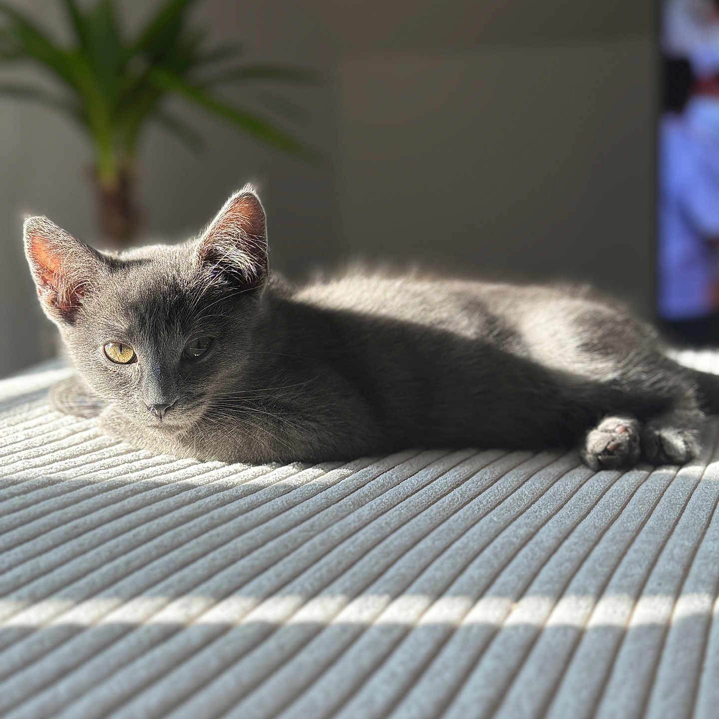 Anakin participe au concours pour gagner de l'argent avec cette photo : cat, kitten, gray_cat, indoor, sunlight, lounging, relaxed, pet, animal, fur, whiskers, ears, eyes, bed, blanket, plant, shadow, texture, cozy, quiet