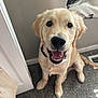 dog, golden_retriever, puppy, carpet, indoor, smiling, pet, animal, canine, happy, sitting, floor, door, blanket, vent, collar, fur, cute, looking_up, home