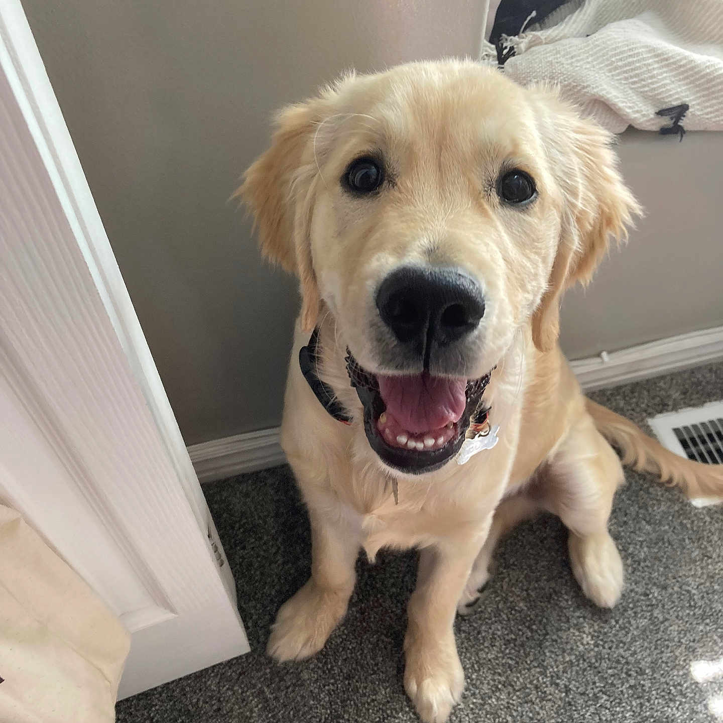 Teddy joined the competition — help win amazing prizes! animal, blanket, canine, carpet, collar, cute, dog, door, floor, fur, golden_retriever, happy, home, indoor, looking_up, pet, puppy, sitting, smiling, vent