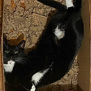 Kit-Kat joined the competition — help win amazing prizes! cat, tuxedo_cat, black_and_white, box, cardboard, shredded_paper, pet, animal, curious, indoor, feline, whiskers, paws, cute, playful, lying_down, fur, relaxed, eyes, home