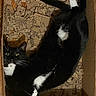 cat, tuxedo_cat, black_and_white, box, cardboard, shredded_paper, pet, animal, curious, indoor, feline, whiskers, paws, cute, playful, lying_down, fur, relaxed, eyes, home