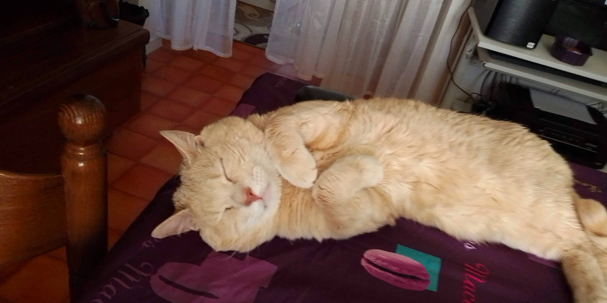 Gordon a rejoint le concours — aidez-le/la à gagner de superbes lots ! canidae, carnivore, cat, claw, comfort, companion_dog, dog_breed, domestic_short_haired_cat, ear, fawn, felidae, fur, lap, paw, small_to_medium_sized_cats, snout, sporting_group, tail, television, whiskers