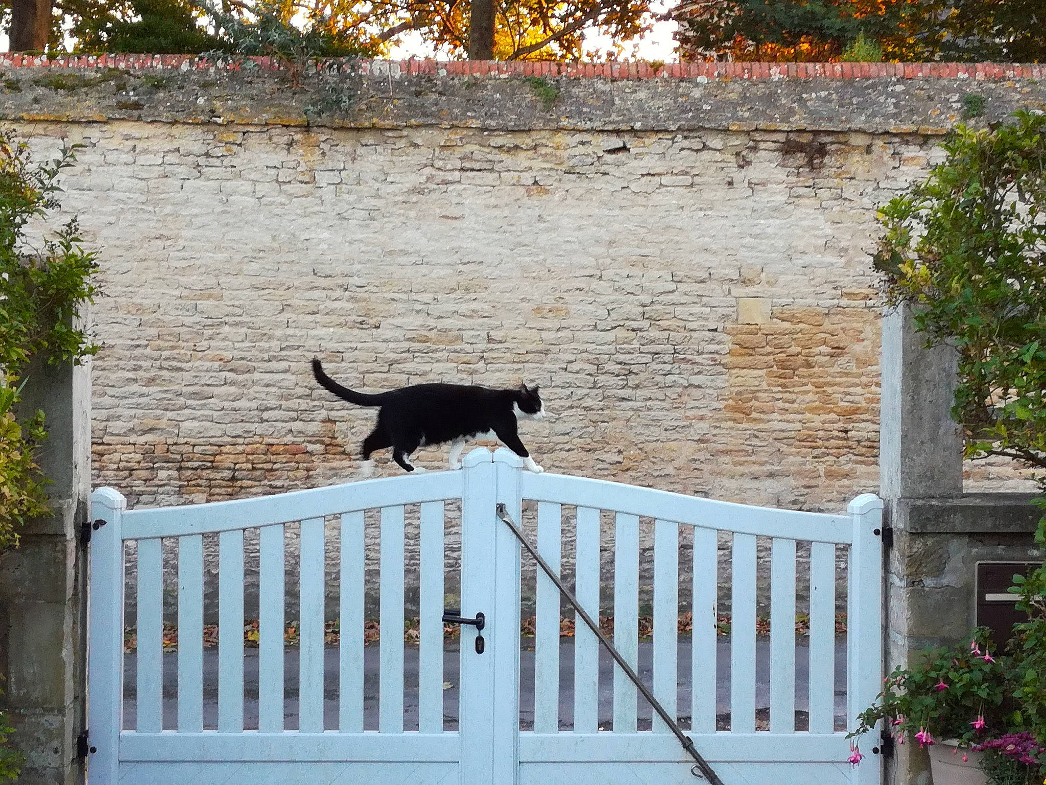 Félix a rejoint le concours — aidez-le/la à gagner de superbes lots ! canidae, carnivore, cat, dog_breed, door, fence, gate, home, house, leaf, outdoor_structure, porch, sporting_group, tail, tree