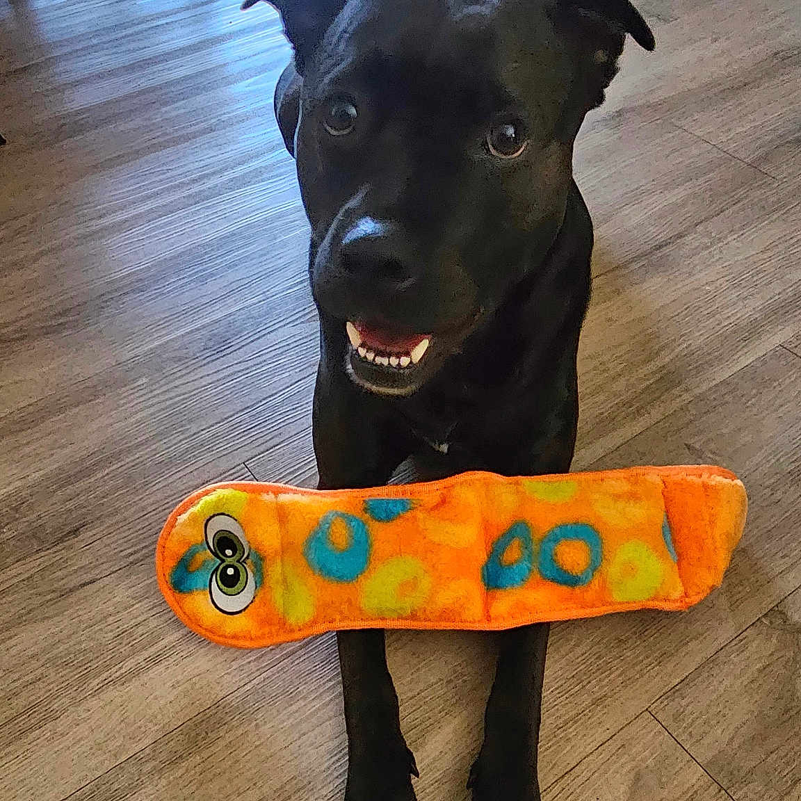 Mookie joined the competition — help win amazing prizes! accessories, animal, boxer, bulldog, canine, dog, hardwood, hound, indoors, interiordesign, labradorretriever, pet, pointer, policedog, puppy, skateboard, stainedwood, strap, text, wood