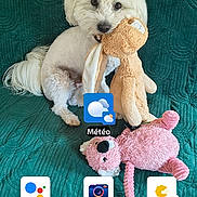 Tokyo a rejoint le concours — aidez-le/la à gagner de superbes lots ! app_icons, colorful_background, couch, dog, fluffy, home_screen, indoor, pet, pink_plush_toy, portrait, sitting, small_dog, smartphone_screenshot, stuffed_animal, teal_couch, teddy_bear, text, toy, wallpaper, white_dog