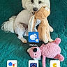 dog, small_dog, fluffy, white_dog, sitting, stuffed_animal, teddy_bear, pink_plush_toy, couch, teal_couch, indoor, home_screen, smartphone_screenshot, wallpaper, pet, toy, portrait, text, app_icons, colorful_background