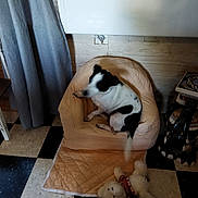 Lola a rejoint le concours — aidez-le/la à gagner de superbes lots ! animal, architecture, armchair, building, bulldog, canine, chair, couch, dog, furniture, hardwood, homedecor, hound, indoors, livingroom, pet, plywood, room, rug, wood