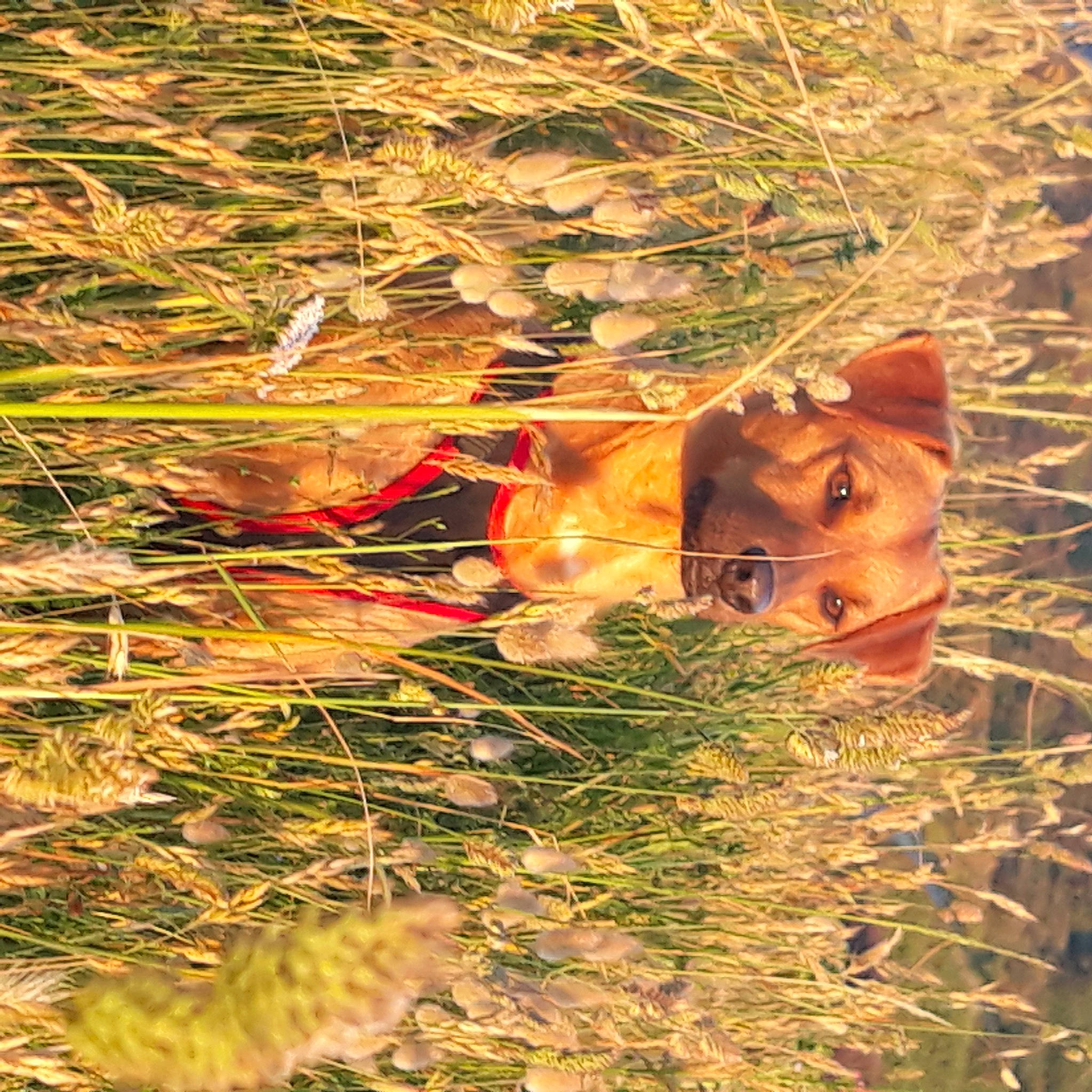 Jules a rejoint le concours — aidez-le/la à gagner de superbes lots ! adaptation, canidae, carnivore, fawn, grass, wildlife