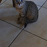 Némo a rejoint le concours — aidez-le/la à gagner de superbes lots ! kitten, cat, tabby, animal, pet, floor, tile, indoor, cute, small, feline, young, whiskers, ears, tail, sitting, looking, curious, domestic, house