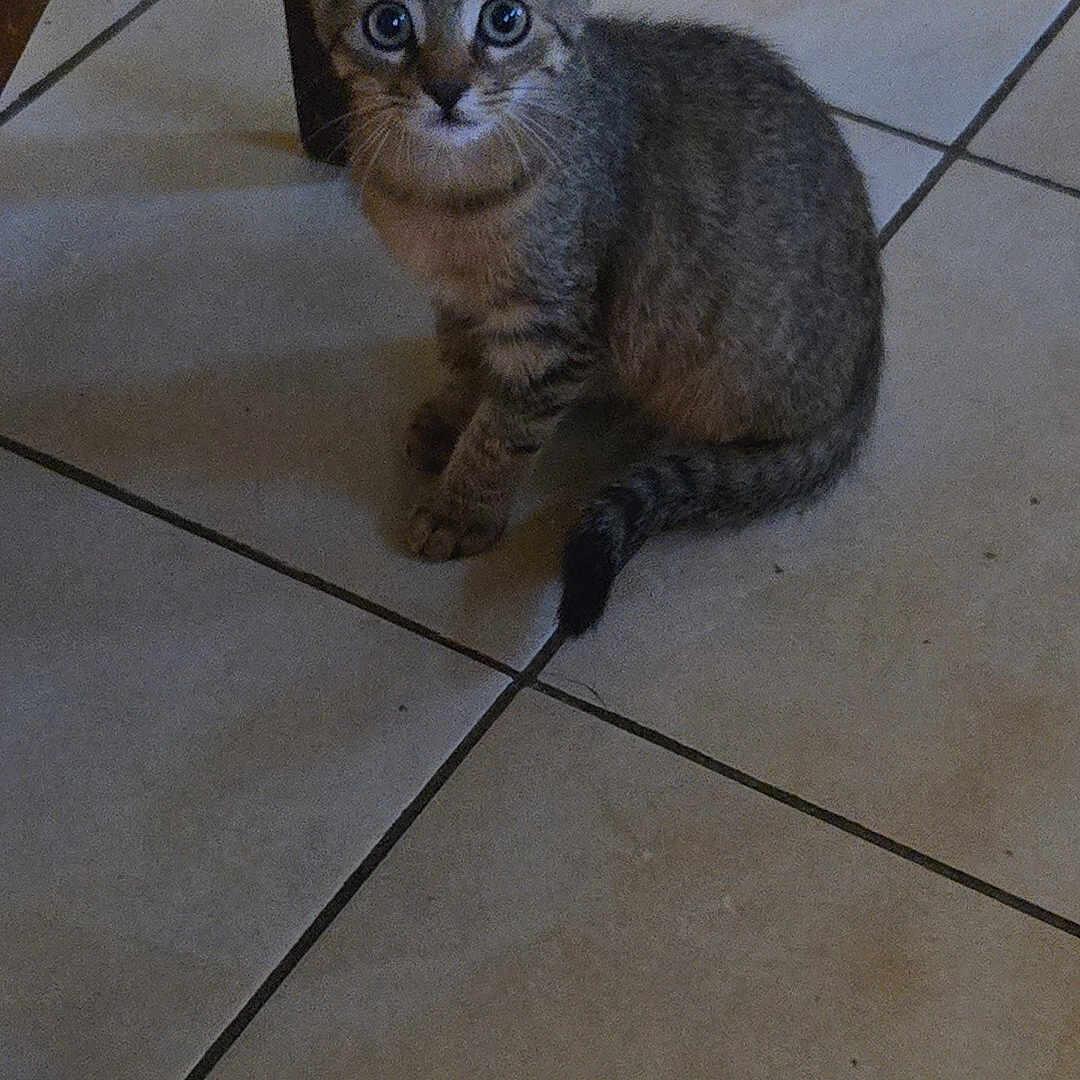 Némo a rejoint le concours — aidez-le/la à gagner de superbes lots ! kitten, cat, tabby, animal, pet, floor, tile, indoor, cute, small, feline, young, whiskers, ears, tail, sitting, looking, curious, domestic, house