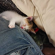 Pumpkin joined the competition — help win amazing prizes! kitten, cat, calico, sleeping, sleepy, animal, pet, fur, white_fur, orange_fur, black_fur, pink_nose, closed_eyes, paw, blanket, jeans, denim, cuddly, indoors, cozy
