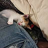 kitten, cat, calico, sleeping, sleepy, animal, pet, fur, white_fur, orange_fur, black_fur, pink_nose, closed_eyes, paw, blanket, jeans, denim, cuddly, indoors, cozy