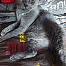 Crystal a rejoint le concours — aidez-le/la à gagner de superbes lots ! cat, gray_cat, feline, pet, animal, whiskers, green_eyes, fur, fluffy, sitting, lounging, belly, paws, tail, bed, blanket, indoor, portrait, close_up, relaxed