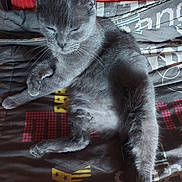Crystal participe au concours pour gagner de l'argent avec cette photo : cat, kitten, gray_cat, sleeping, sleepy, animal, pet, feline, fur, whiskers, ears, paws, tail, lying_down, relaxed, bed, blanket, bedding, indoor, portrait
