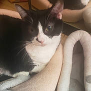 Duna participe au concours pour gagner de l'argent avec cette photo : cat, black_and_white_cat, pet, feline, animal, close_up, portrait, green_eyes, whiskers, pink_nose, pointed_ears, fur, tuxedo_cat, indoor, cozy, blanket, cat_bed, relaxed, lounging, home