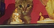 Louna participe au concours pour gagner de l'argent avec cette photo : cat, kitten, animal, feline, sitting, shelf, bookshelf, books, figurines, statues, indoor, home, decor, red_background, cozy, portrait, looking_at_camera, whiskers, ears, warm_lighting