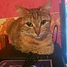cat, ginger_cat, feline, pet, animal, portrait, close_up, sitting, looking_at_camera, whiskers, ears, fur, orange_fur, green_eyes, indoor, gaming_setup, game_controller, cables, red_background, blue_lighting