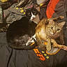 cat, cats, orange_tabby, black_and_white_cat, feline, pet, indoor, clothing, laundry, fabric, blanket, cuddling, sitting, lying_down, green_eyes, whiskers, striped_fur, black_fur, white_fur, orange_fur