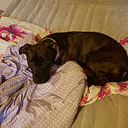 Maxwell is registered to the contest to win money with this photo: dog, bed, blanket, floral_pattern, indoor, cozy, resting, brindle, pet, fur, collar, sleepy, comfort, animal, domestic, cute, canine, lying_down, soft, warm