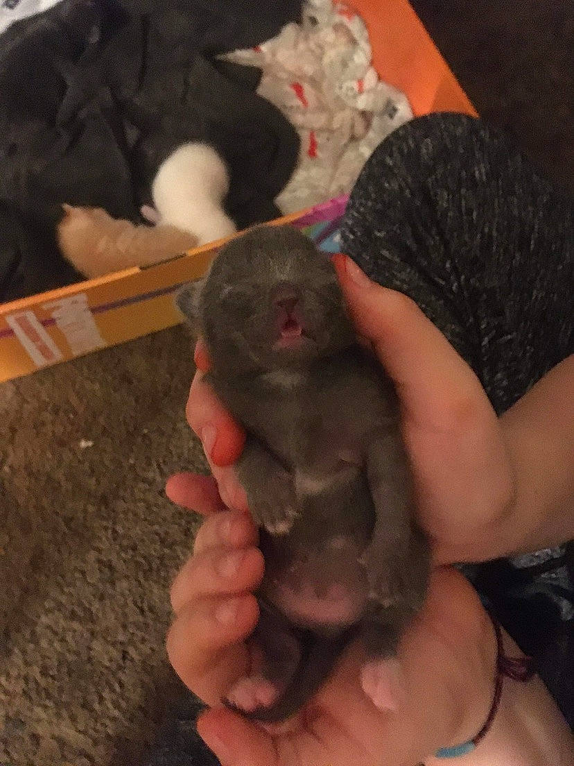 Kuzco is registered to the contest to win money with this photo: canidae, dog_breed, fawn, fur, gesture, nail, paw, rodent, terrestrial_animal, thumb, toy