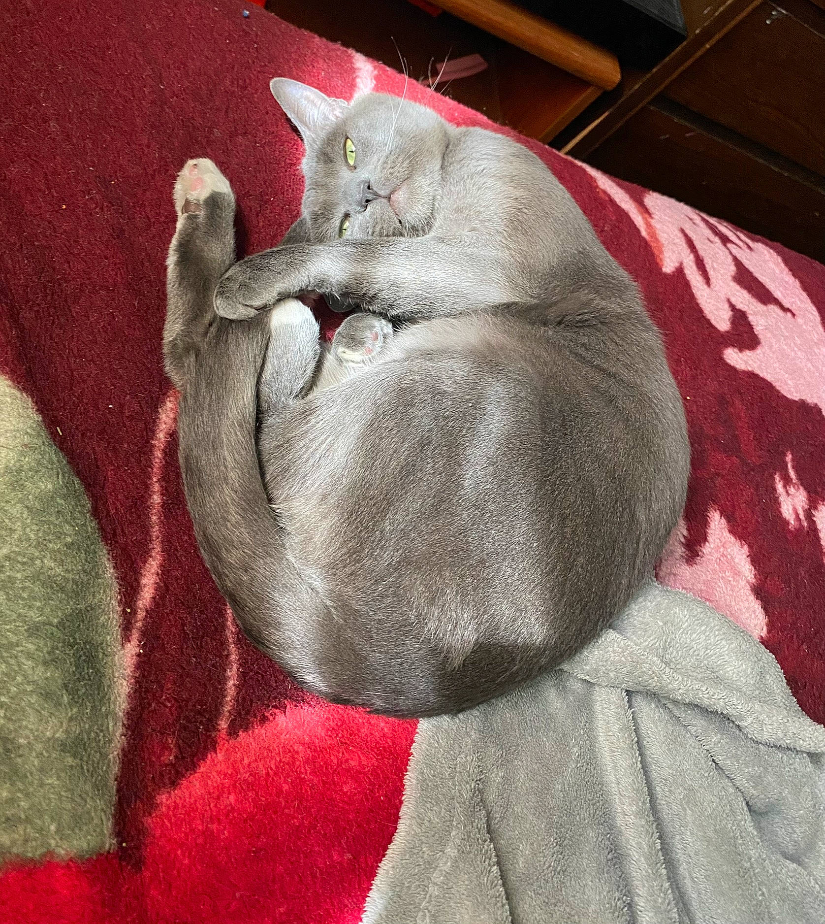 Kuzco is registered to the contest to win money with this photo: art, black_cat, carmine, carnivore, cat, comfort, domestic_short_haired_cat, felidae, fur, grey, illustration, linens, painting, pattern, paw, small_to_medium_sized_cats, snout, tail, visual_arts, whiskers