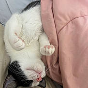 Ellie joined the competition — help win amazing prizes! animal, bed, black_and_white, black_fur, blanket, cat, close_up, cute, domestic_cat, indoor, lying_down, paws, pet, pink_blanket, relaxed, sleepy, soft_texture, upside_down, whiskers, white_fur