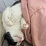 animal, bed, black_and_white, black_fur, blanket, cat, close_up, cute, domestic_cat, indoor, lying_down, paws, pet, pink_blanket, relaxed, sleepy, soft_texture, upside_down, whiskers, white_fur