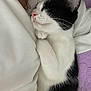 animal, black_and_white, blanket, calm, cat, closeup, cozy, cute, domestic, feline, fur, indoor, nap, paws, pet, relaxation, resting, sleeping, soft, whiskers