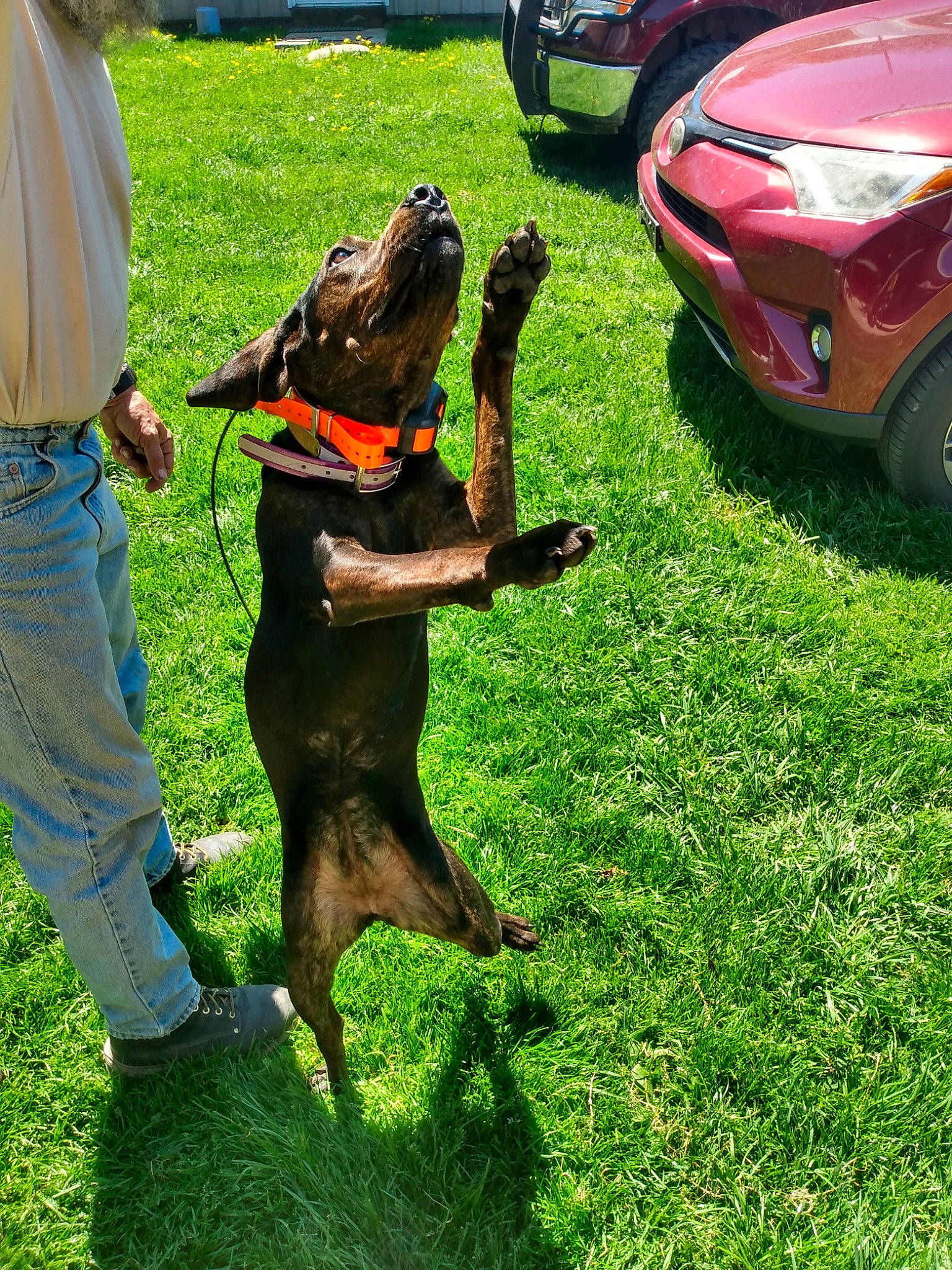 Pearl is registered to the contest to win money with this photo: alloy_wheel, automotive_lighting, automotive_tire, bumper, car, carnivore, companion_dog, dog, dog_breed, fender, grass, green, hood, lawn, personal_luxury_car, plant, scion, tire, vehicle, wheel