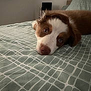 Ace participe au concours pour gagner de l'argent avec cette photo : dog, bed, indoor, brown_and_white, lying_down, pet, cute, animal, canine, resting, soft_light, cozy, bedspread, pattern, ears, sleepy, house, furniture, domestic, companion
