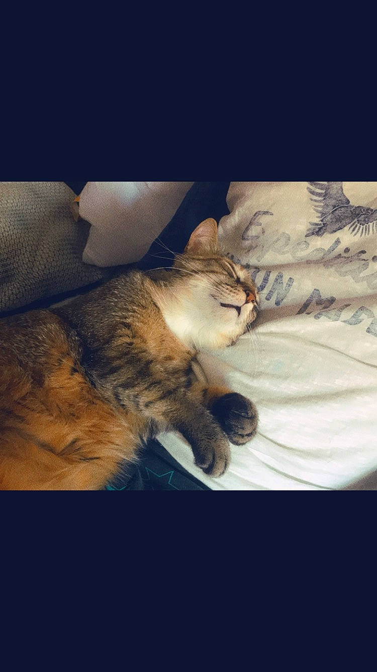 Naboo participe au concours pour gagner de l'argent avec cette photo : asian, carnivore, cat, cloud, european_shorthair, eye, felidae, fur, kitten, morning, nap, nose, paw, pixie_bob, sky, sleep, small_to_medium_sized_cats, snapshot, tabby_cat, whiskers