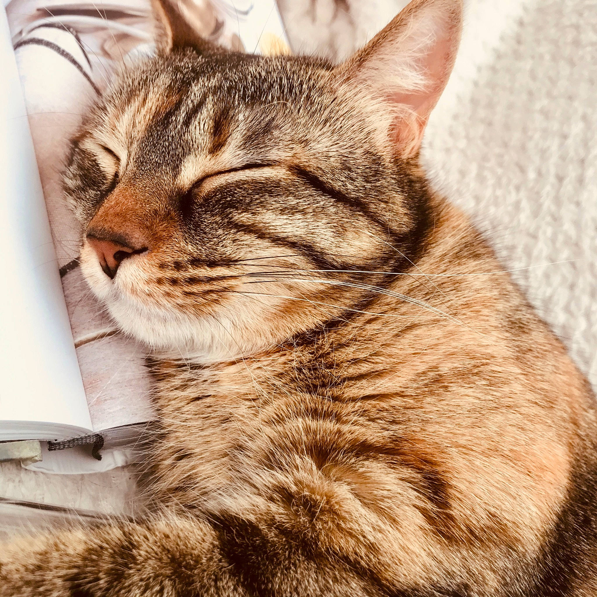 Naboo a rejoint le concours — aidez-le/la à gagner de superbes lots ! american_shorthair, american_wirehair, asian, california_spangled, carnivore, cat, close_up, domestic_short_haired_cat, dragon_li, european_shorthair, felidae, fur, kitten, mammal, pixie_bob, small_to_medium_sized_cats, snout, sokoke, tabby_cat, whiskers