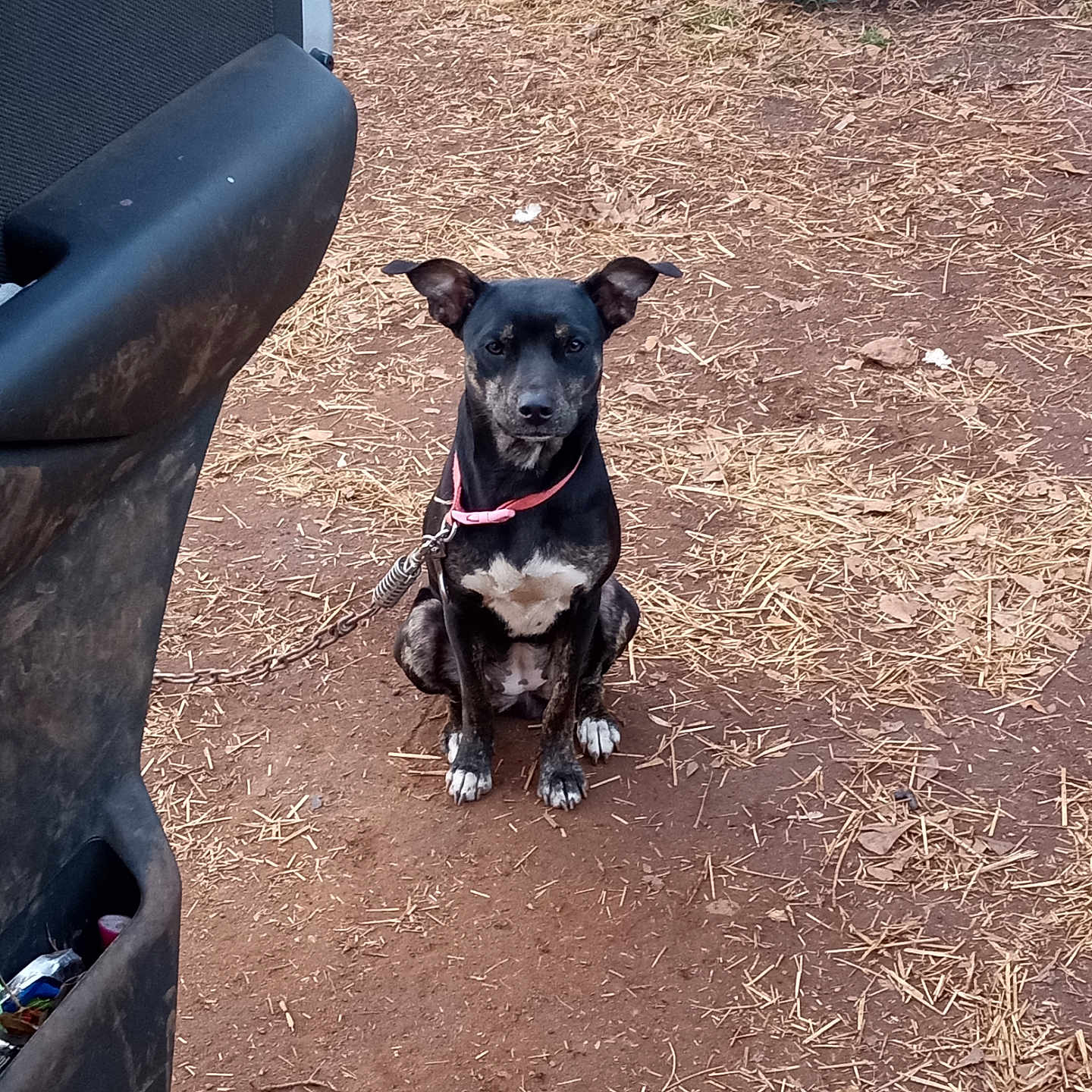 Gorilla joined the competition — help win amazing prizes! accessories, alloywheel, animal, canine, car, carwheel, dog, grass, machine, nature, outdoors, pet, puppy, soil, spoke, strap, tire, transportation, vehicle, wheel