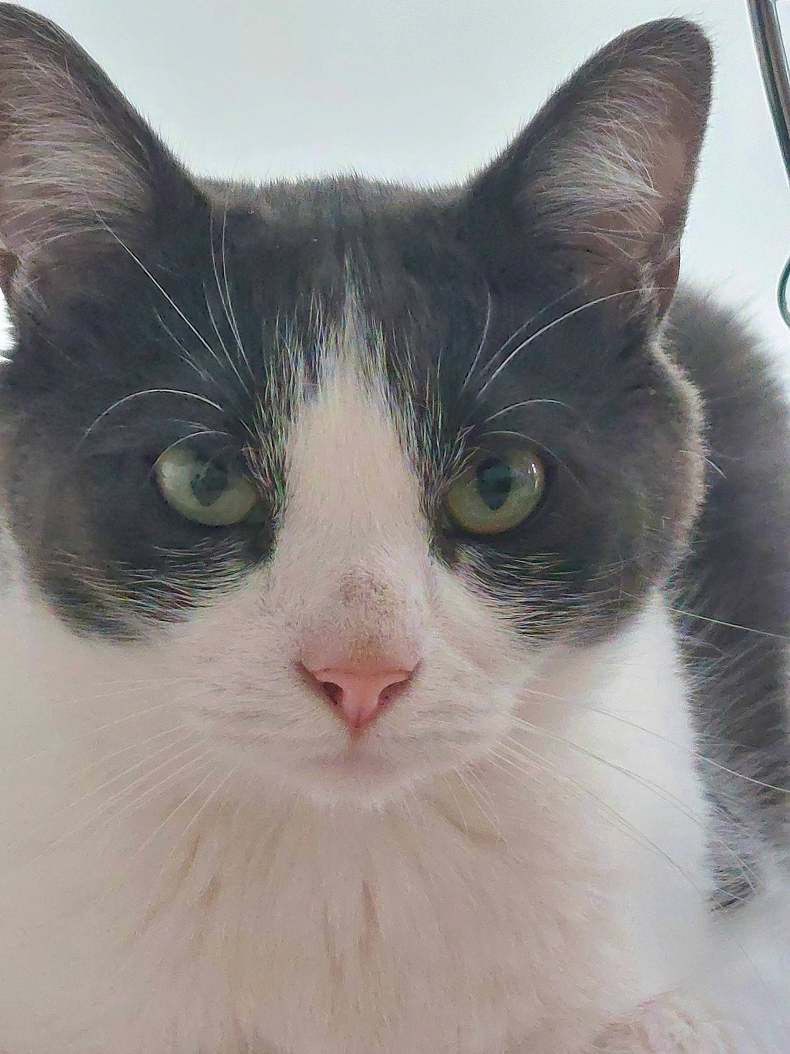 Pepito a rejoint le concours — aidez-le/la à gagner de superbes lots ! carnivore, cat, comfort, domestic_short_haired_cat, ear, eye, felidae, fur, hair, head, human_body, iris, nose, paw, sitting, small_to_medium_sized_cats, snout, tail, whiskers, window