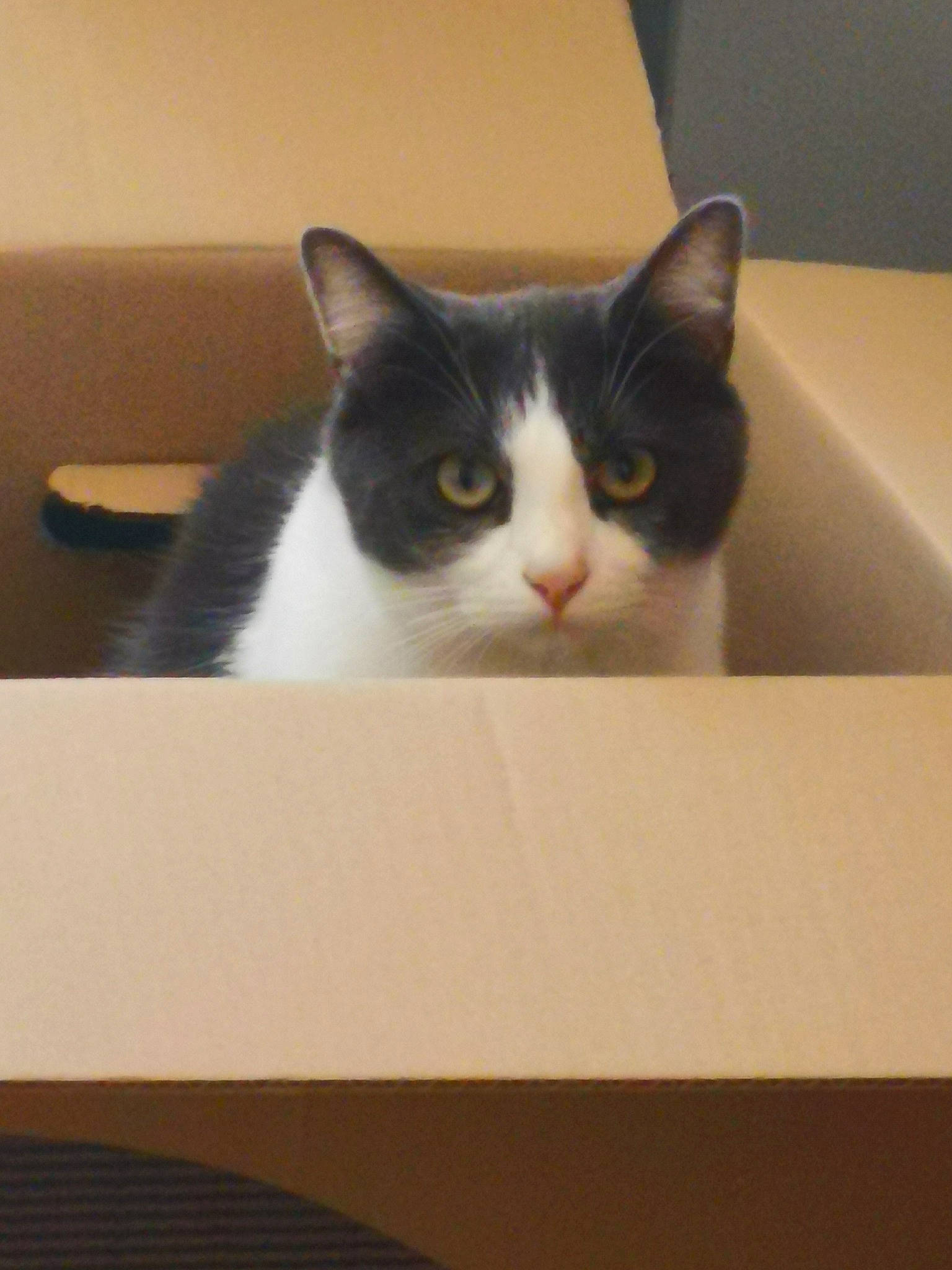 Pepito participe au concours pour gagner de l'argent avec cette photo : audio_equipment, box, cardboard, carmine, carnivore, carton, cat, comfort, domestic_short_haired_cat, felidae, fur, hardwood, packaging_and_labeling, paper_product, rectangle, room, small_to_medium_sized_cats, whiskers, wood