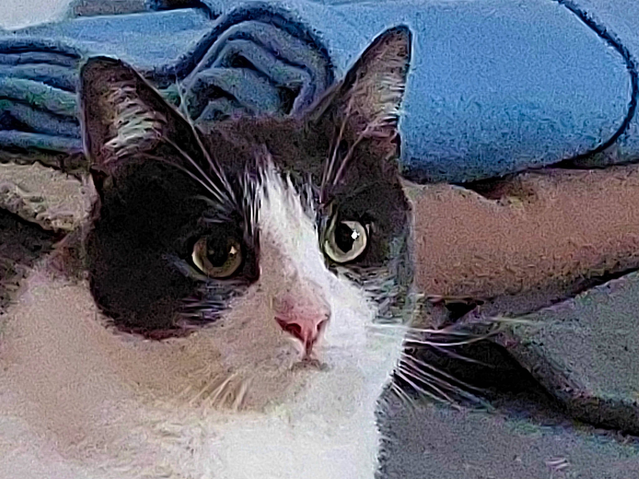 Pepito participe au concours pour gagner de l'argent avec cette photo : art, carnivore, cat, domestic_short_haired_cat, felidae, fur, paint, small_to_medium_sized_cats, snout, tail, terrestrial_animal, whiskers, window