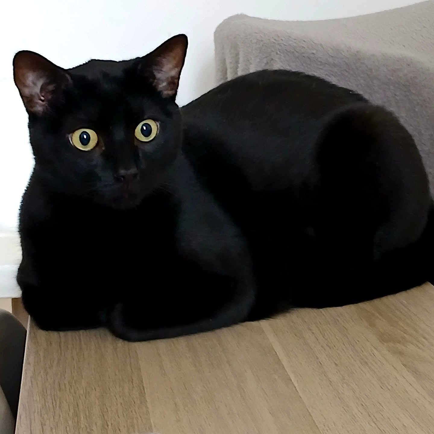 Leo