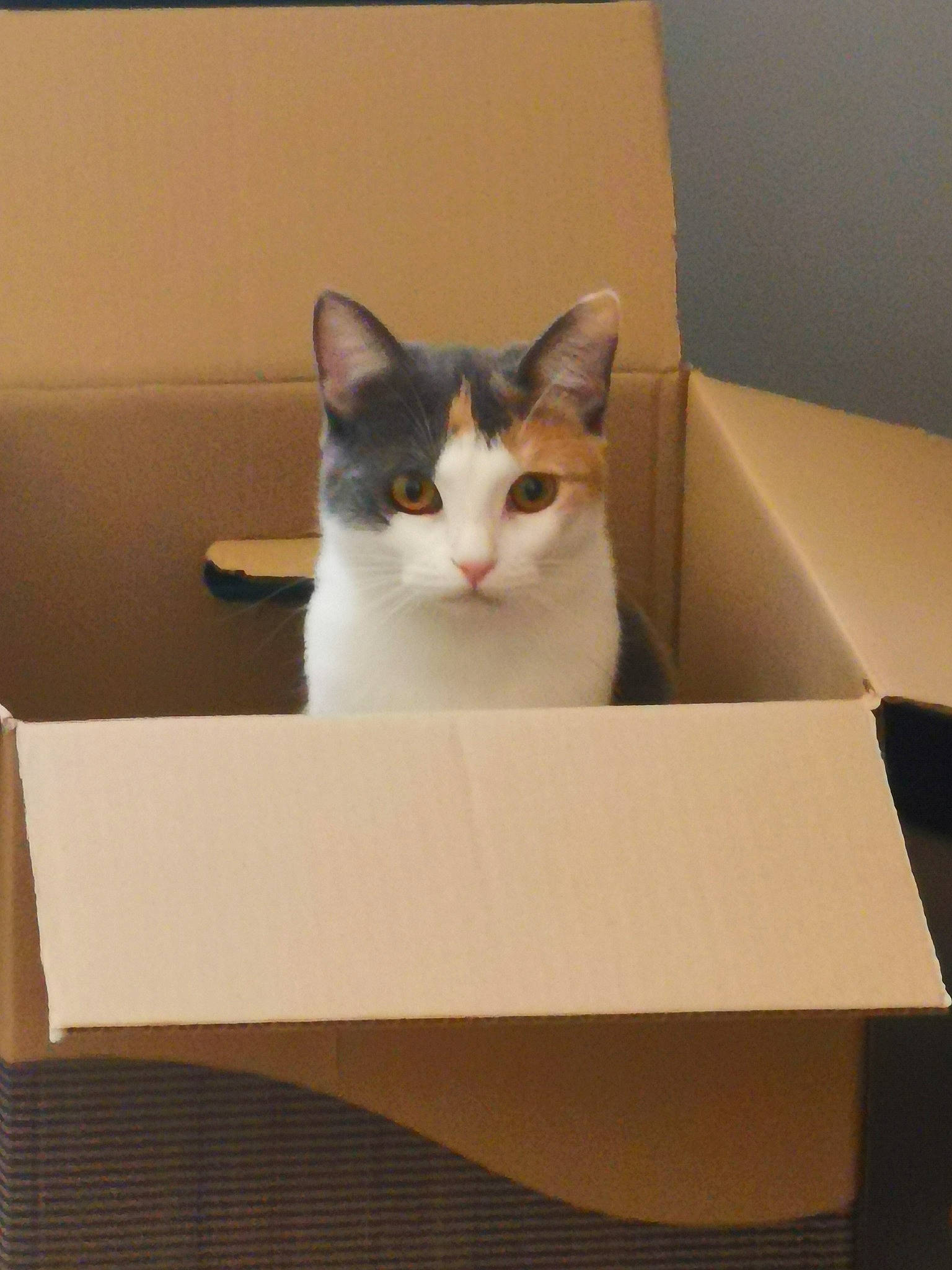 Mya participe au concours pour gagner de l'argent avec cette photo : box, cardboard, carnivore, carton, cat, domestic_short_haired_cat, felidae, hardwood, packaging_and_labeling, packing_materials, paper, paper_product, plywood, rectangle, room, shipping_box, small_to_medium_sized_cats, whiskers, wood