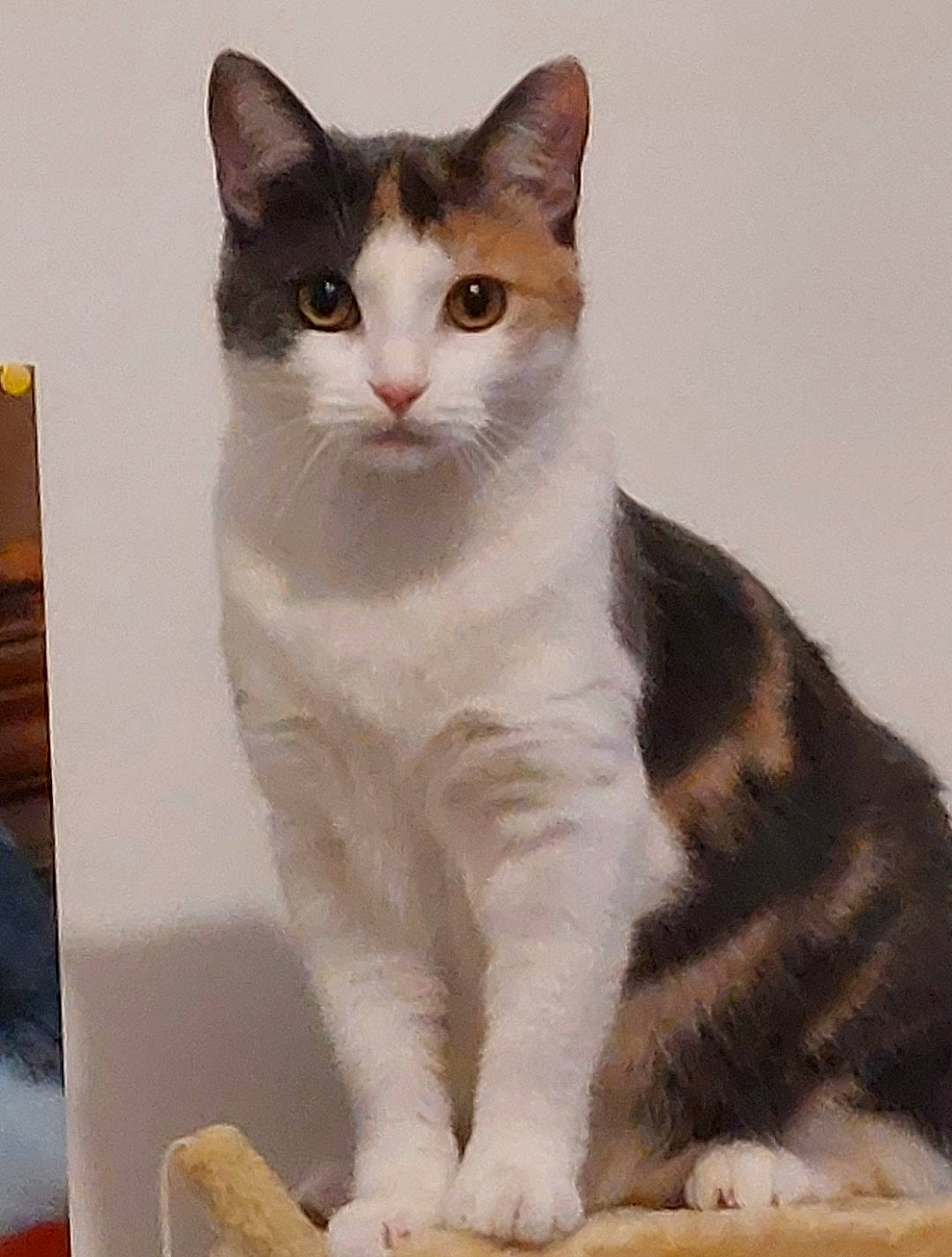 Mya participe au concours pour gagner de l'argent avec cette photo : box, carnivore, cat, domestic_short_haired_cat, felidae, fur, paw, pet_supply, sitting, small_to_medium_sized_cats, snout, tail, terrestrial_animal, whiskers, window