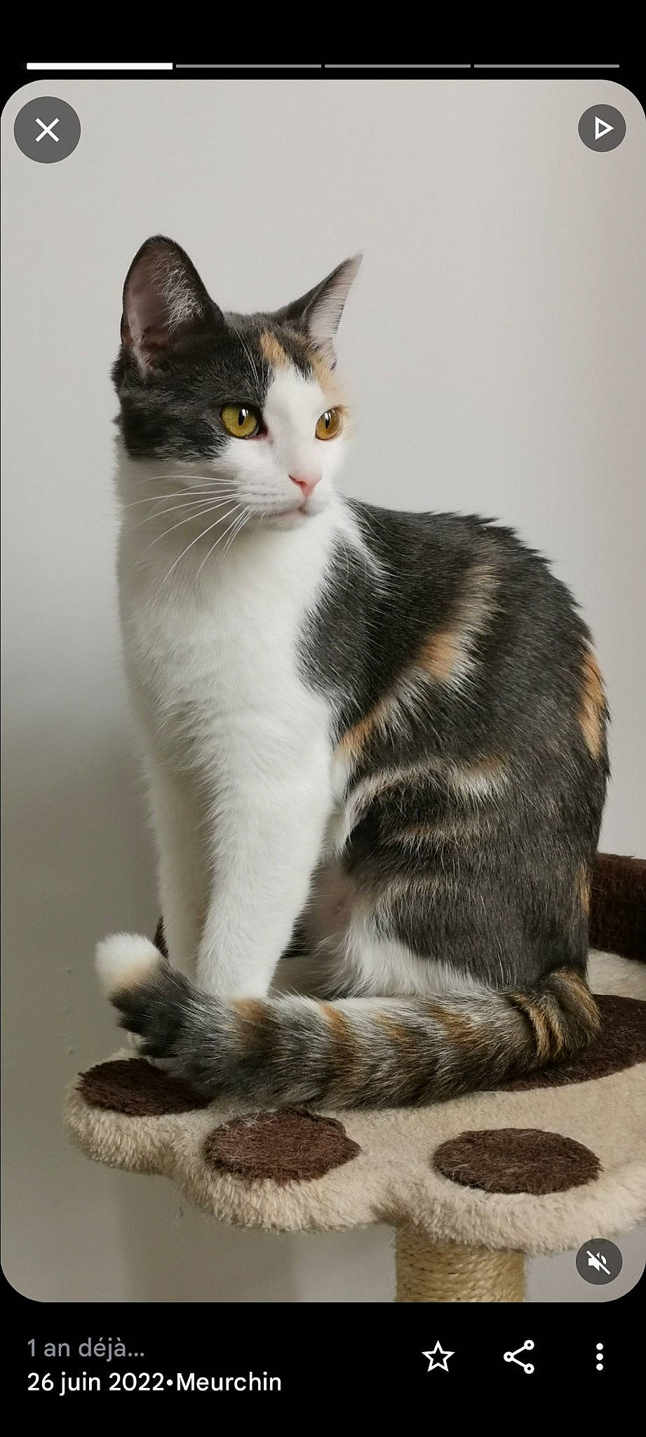 Mya participe au concours pour gagner de l'argent avec cette photo : carnivore, cat, domestic_short_haired_cat, felidae, fur, grey, paw, sitting, small_to_medium_sized_cats, snout, tail, tree, whiskers