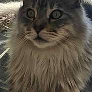 Usky a rejoint le concours — aidez-le/la à gagner de superbes lots ! cat, tabby, fluffy, indoor, glass_table, chair, furniture, pet, animal, curious, gray, striped, long_hair, relaxed, domestic_cat, close_up, whiskers, ears, paw, window_light