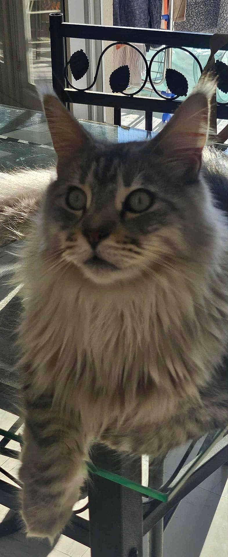 Usky a rejoint le concours — aidez-le/la à gagner de superbes lots ! cat, tabby, fluffy, indoor, glass_table, chair, furniture, pet, animal, curious, gray, striped, long_hair, relaxed, domestic_cat, close_up, whiskers, ears, paw, window_light